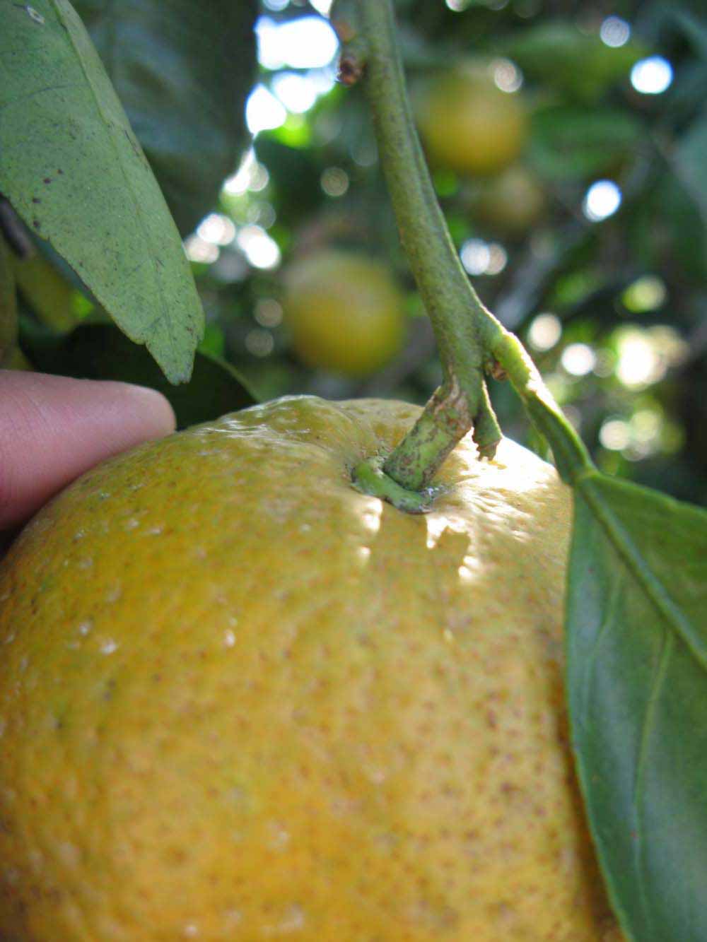              Fruit (Winter Haven, FL)       